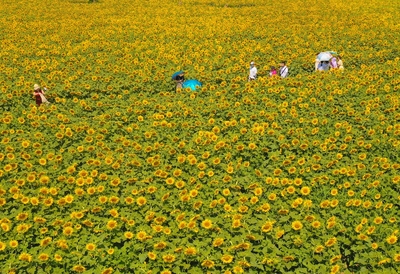 安徽淮北相山區(qū)喜登省級(jí)休閑農(nóng)業(yè)與鄉(xiāng)村旅游示范縣榜單
